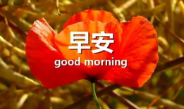 早安晨曲短视频,共赴美好新一天——早安晨曲短视频赏析